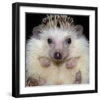 African Pygmy Hedgehog-null-Framed Photographic Print