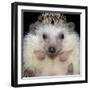 African Pygmy Hedgehog-null-Framed Photographic Print