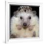 African Pygmy Hedgehog-null-Framed Photographic Print