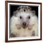 African Pygmy Hedgehog-null-Framed Photographic Print