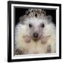 African Pygmy Hedgehog-null-Framed Photographic Print