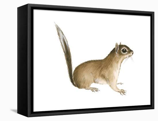 African Pygmy Squirrel (Myosciurus Pumilio), Mammals-Encyclopaedia Britannica-Framed Stretched Canvas