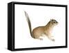 African Pygmy Squirrel (Myosciurus Pumilio), Mammals-Encyclopaedia Britannica-Framed Stretched Canvas