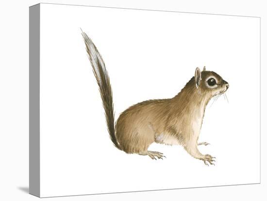 African Pygmy Squirrel (Myosciurus Pumilio), Mammals-Encyclopaedia Britannica-Stretched Canvas