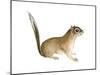 African Pygmy Squirrel (Myosciurus Pumilio), Mammals-Encyclopaedia Britannica-Mounted Poster