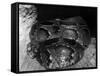 African Python-null-Framed Stretched Canvas