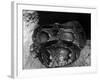 African Python-null-Framed Photographic Print