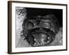 African Python-null-Framed Photographic Print