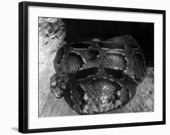 African Python-null-Framed Photographic Print