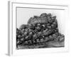 African Pythons-null-Framed Photographic Print