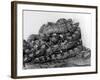 African Pythons-null-Framed Photographic Print