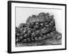 African Pythons-null-Framed Photographic Print