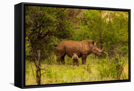 African Rhino and Baby, Kruger National Park, Johannesburg, South Africa, Africa-Laura Grier-Framed Stretched Canvas