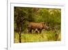 African Rhino and Baby, Kruger National Park, Johannesburg, South Africa, Africa-Laura Grier-Framed Photographic Print