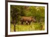 African Rhino and Baby, Kruger National Park, Johannesburg, South Africa, Africa-Laura Grier-Framed Photographic Print