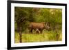 African Rhino and Baby, Kruger National Park, Johannesburg, South Africa, Africa-Laura Grier-Framed Photographic Print