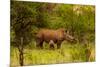 African Rhino and Baby, Kruger National Park, Johannesburg, South Africa, Africa-Laura Grier-Mounted Photographic Print