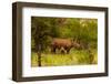 African Rhino and Baby, Kruger National Park, Johannesburg, South Africa, Africa-Laura Grier-Framed Photographic Print