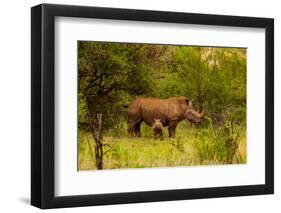 African Rhino and Baby, Kruger National Park, Johannesburg, South Africa, Africa-Laura Grier-Framed Photographic Print