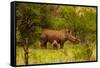 African Rhino and Baby, Kruger National Park, Johannesburg, South Africa, Africa-Laura Grier-Framed Stretched Canvas