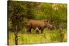 African Rhino and Baby, Kruger National Park, Johannesburg, South Africa, Africa-Laura Grier-Stretched Canvas