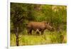 African Rhino and Baby, Kruger National Park, Johannesburg, South Africa, Africa-Laura Grier-Framed Photographic Print