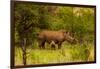 African Rhino and Baby, Kruger National Park, Johannesburg, South Africa, Africa-Laura Grier-Framed Photographic Print