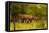 African Rhino and Baby, Kruger National Park, Johannesburg, South Africa, Africa-Laura Grier-Framed Stretched Canvas