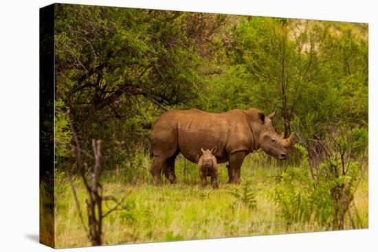 African Rhino and Baby, Kruger National Park, Johannesburg, South Africa, Africa-Laura Grier-Stretched Canvas