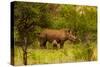 African Rhino and Baby, Kruger National Park, Johannesburg, South Africa, Africa-Laura Grier-Stretched Canvas