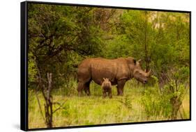 African Rhino and Baby, Kruger National Park, Johannesburg, South Africa, Africa-Laura Grier-Framed Stretched Canvas