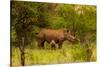 African Rhino and Baby, Kruger National Park, Johannesburg, South Africa, Africa-Laura Grier-Stretched Canvas