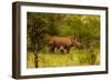 African Rhino and Baby, Kruger National Park, Johannesburg, South Africa, Africa-Laura Grier-Framed Photographic Print