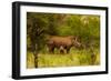 African Rhino and Baby, Kruger National Park, Johannesburg, South Africa, Africa-Laura Grier-Framed Photographic Print