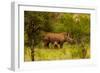 African Rhino and Baby, Kruger National Park, Johannesburg, South Africa, Africa-Laura Grier-Framed Photographic Print