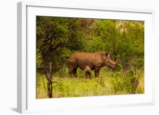 African Rhino and Baby, Kruger National Park, Johannesburg, South Africa, Africa-Laura Grier-Framed Photographic Print