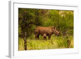 African Rhino and Baby, Kruger National Park, Johannesburg, South Africa, Africa-Laura Grier-Framed Photographic Print