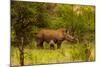 African Rhino and Baby, Kruger National Park, Johannesburg, South Africa, Africa-Laura Grier-Mounted Photographic Print