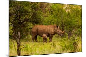 African Rhino and Baby, Kruger National Park, Johannesburg, South Africa, Africa-Laura Grier-Mounted Photographic Print