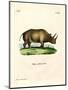 African Rhinoceros-null-Mounted Giclee Print