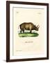 African Rhinoceros-null-Framed Giclee Print