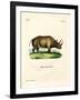 African Rhinoceros-null-Framed Giclee Print