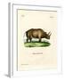 African Rhinoceros-null-Framed Giclee Print