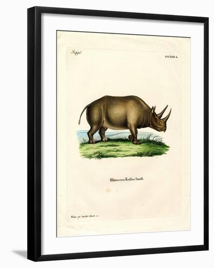 African Rhinoceros-null-Framed Giclee Print