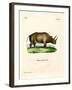 African Rhinoceros-null-Framed Giclee Print