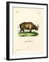 African Rhinoceros-null-Framed Giclee Print