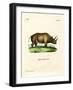 African Rhinoceros-null-Framed Giclee Print