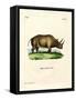 African Rhinoceros-null-Framed Stretched Canvas