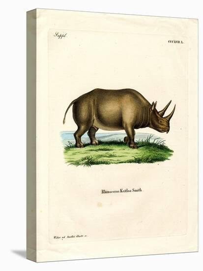 African Rhinoceros-null-Stretched Canvas