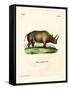 African Rhinoceros-null-Framed Stretched Canvas